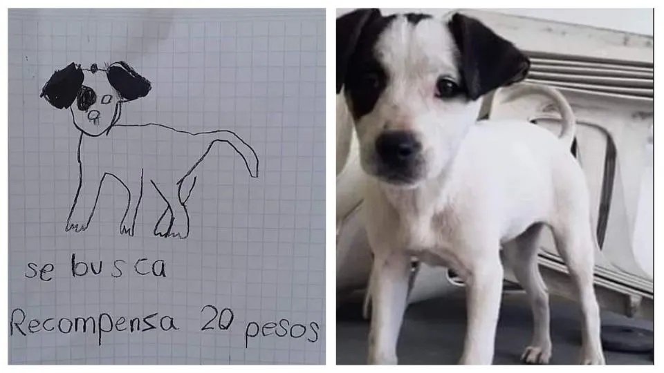 Buscan a su perro con dibujo y recompensa de 20 pesos
