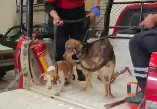 Rescatan bomberos de Tehuacán a dos perritos que fueron aventados a un pozo