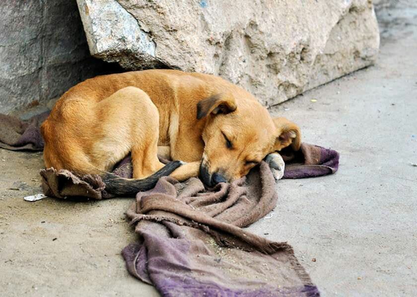 En Tehuacán atropellan dolosamente a 10 caninos cada semana: TAC 