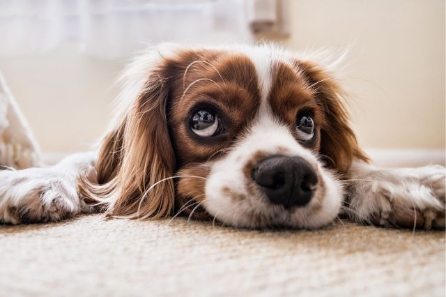 Envenenan a perros en Panindícuaro: CEDH abre investigación por maltrato animal