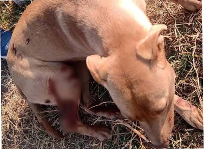 Lesionan a perrito con pirotecnia en calles de Texmelucan