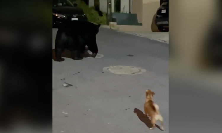 VIDEO Así fue como un perro chihuahua ahuyentó a un oso