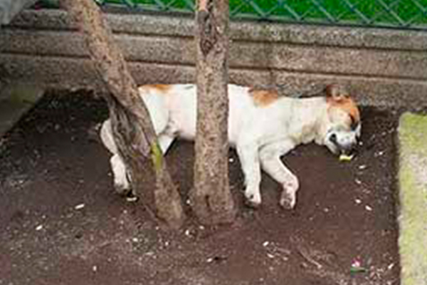 Denuncian más envenenamientos de perros en Texmelucan
