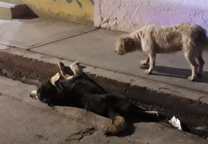 A propósito chofer atropella y mata a perro en Romero Vargas