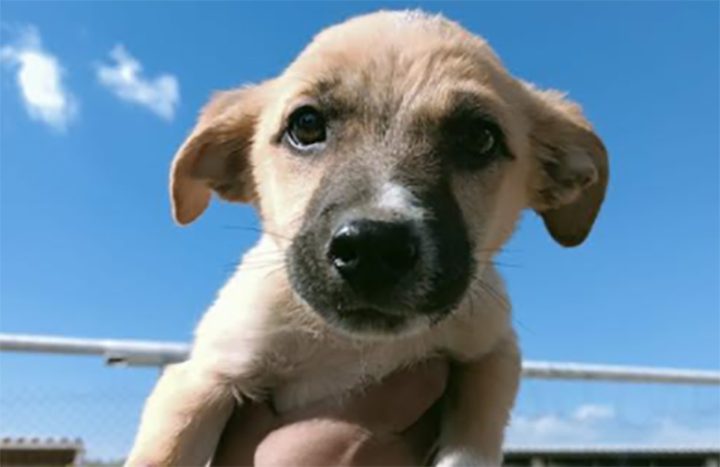 Ayuntamiento de Puebla invita a adoptar una mascota