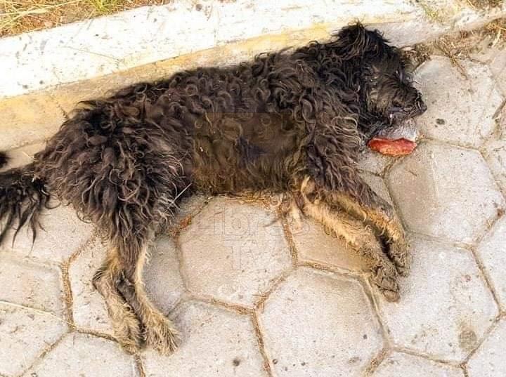 Matan a perros con carne envenenada en el municipio de Libres