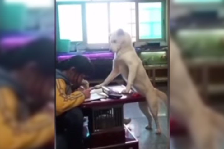 Este perro se hizo famoso por vigilar que niña haga la tarea
