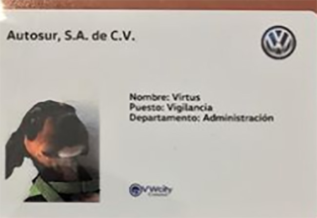 Volkswagen contrata a cachorritos abandonados como vigilantes