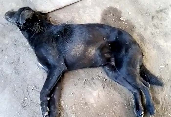 Ahora denuncian envenenamiento de perros en Chiautzingo