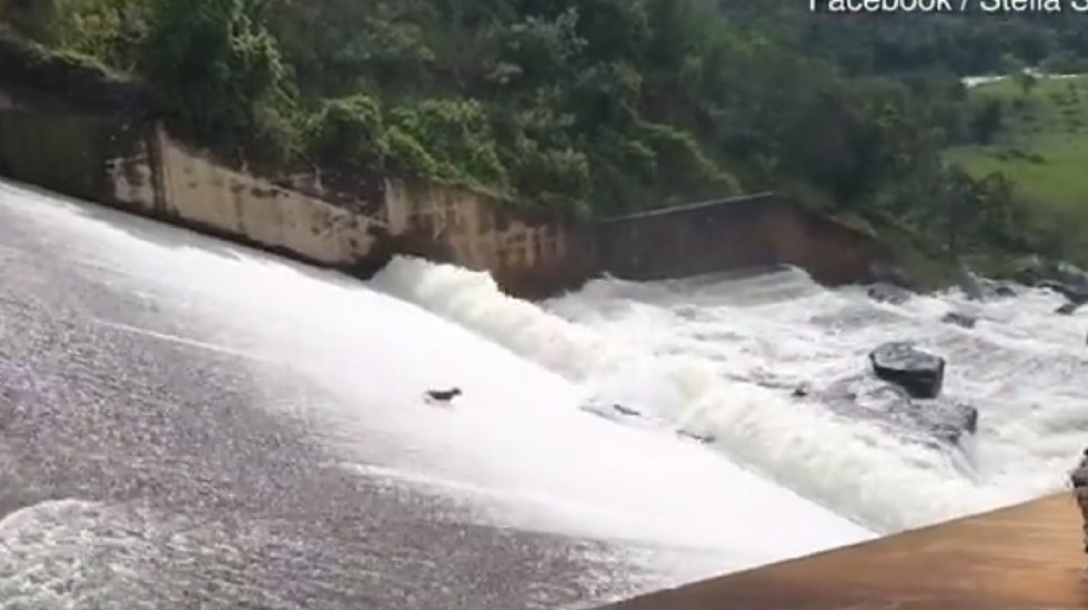 VIDEO Jardinero arriesga su vida por salvar a perro arrastrado por el agua