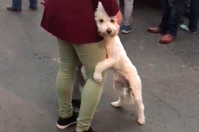 Foto de perro abrazando a su dueña tras sismo se vuelve viral