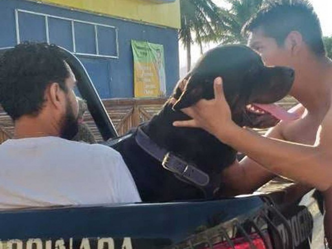 Perro ataca a niño y le muerde la cabeza