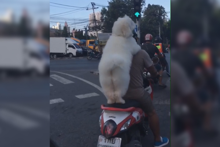 VIDEO Perrito sobre motocicleta se hace viral por su ternura