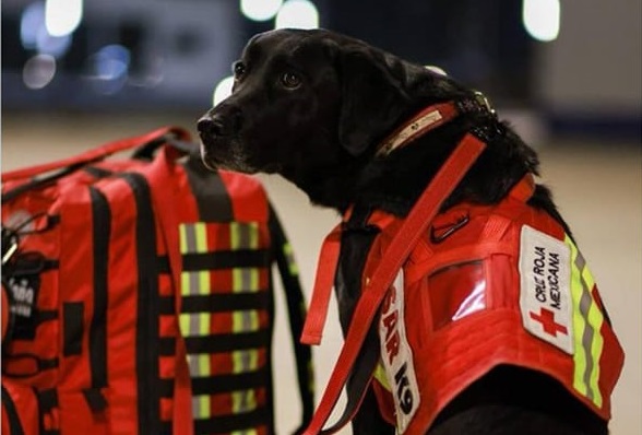 Lomitos al rescate: México envía binomios caninos a Turquía