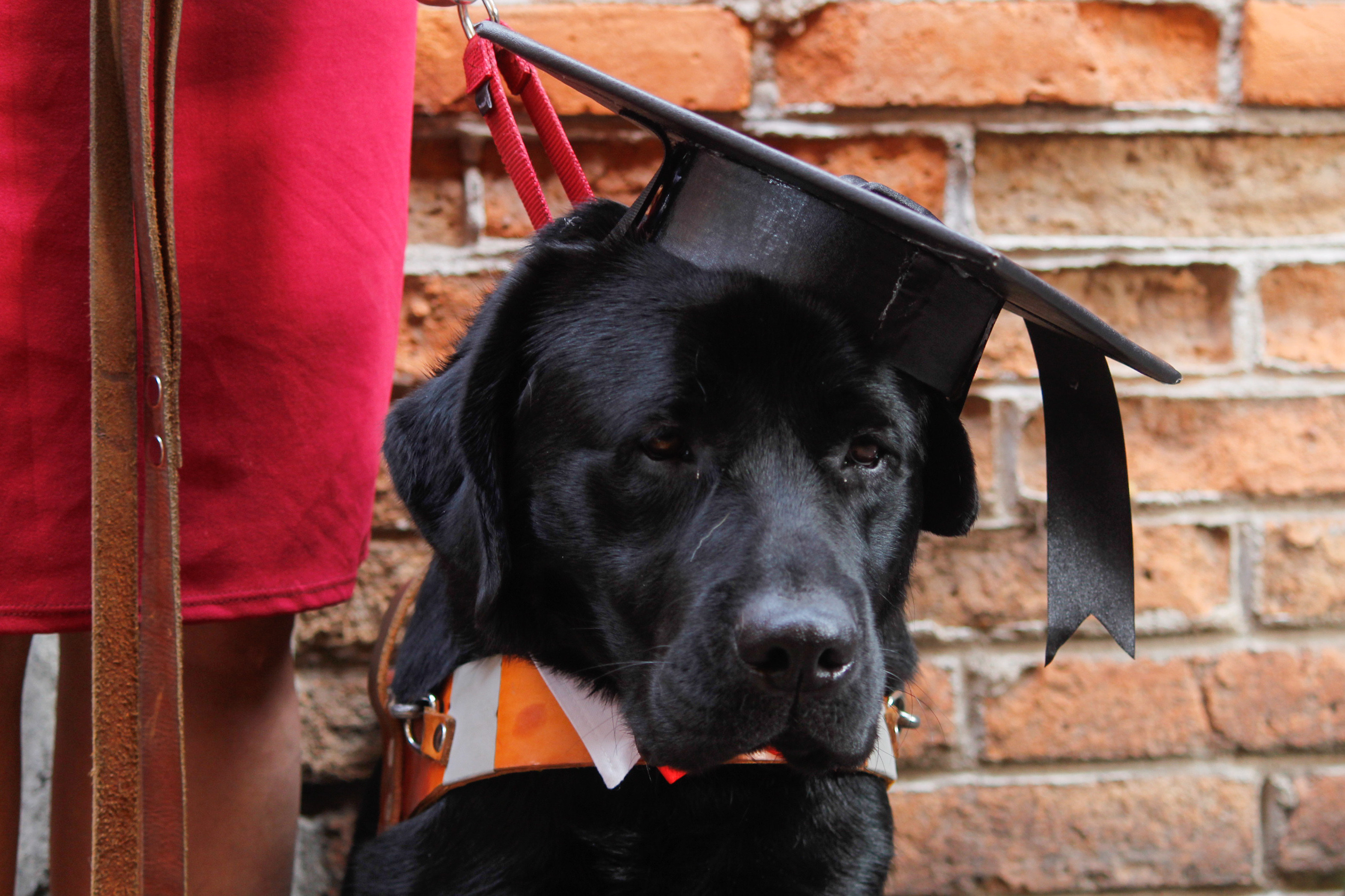 Se gradúan binomios en la Escuela de Perros Guías para Ciegos