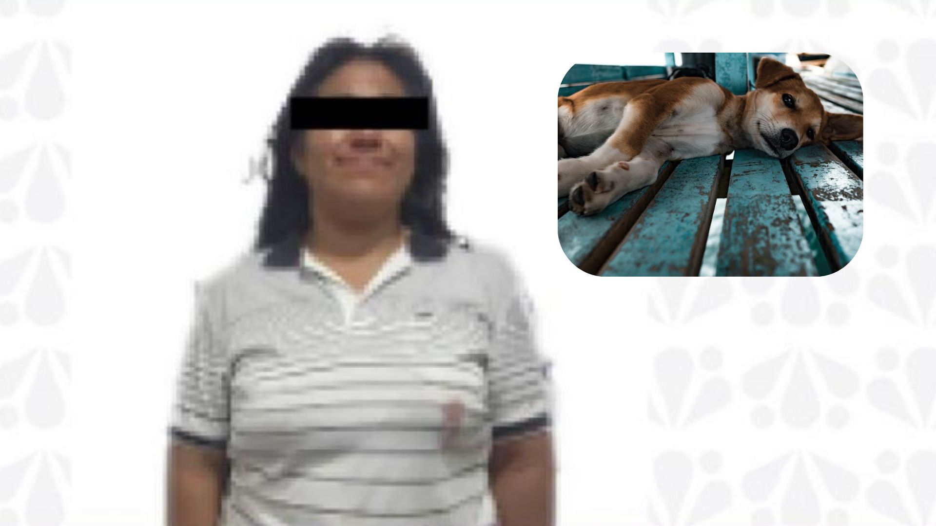 En Huejotzingo, vinculan a proceso a mujer que apuñalo a un perro