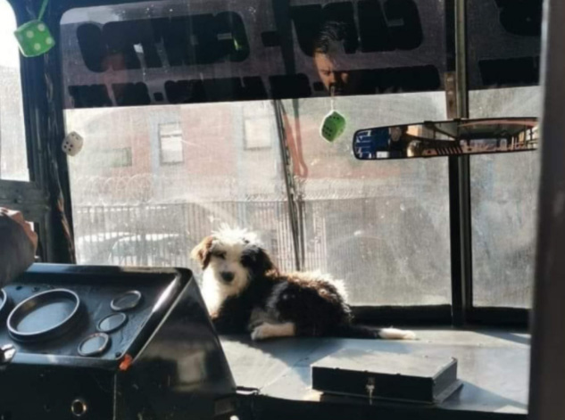 Perro conductor: cachorrito roba corazones en el transporte público de Puebla
