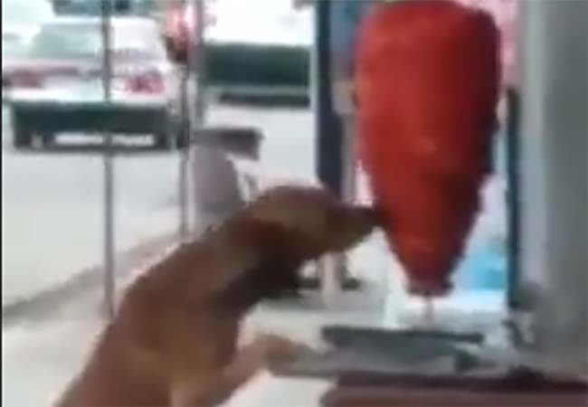 VIDEO Perrito muerde trompo de tacos al pastor y aun así los venden