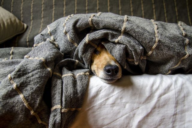 Ley de Perrhijos poblana busca asegurar el bien de las mascotas