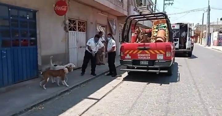 Sin fecha para vacuna antirrábica en Tehuacán