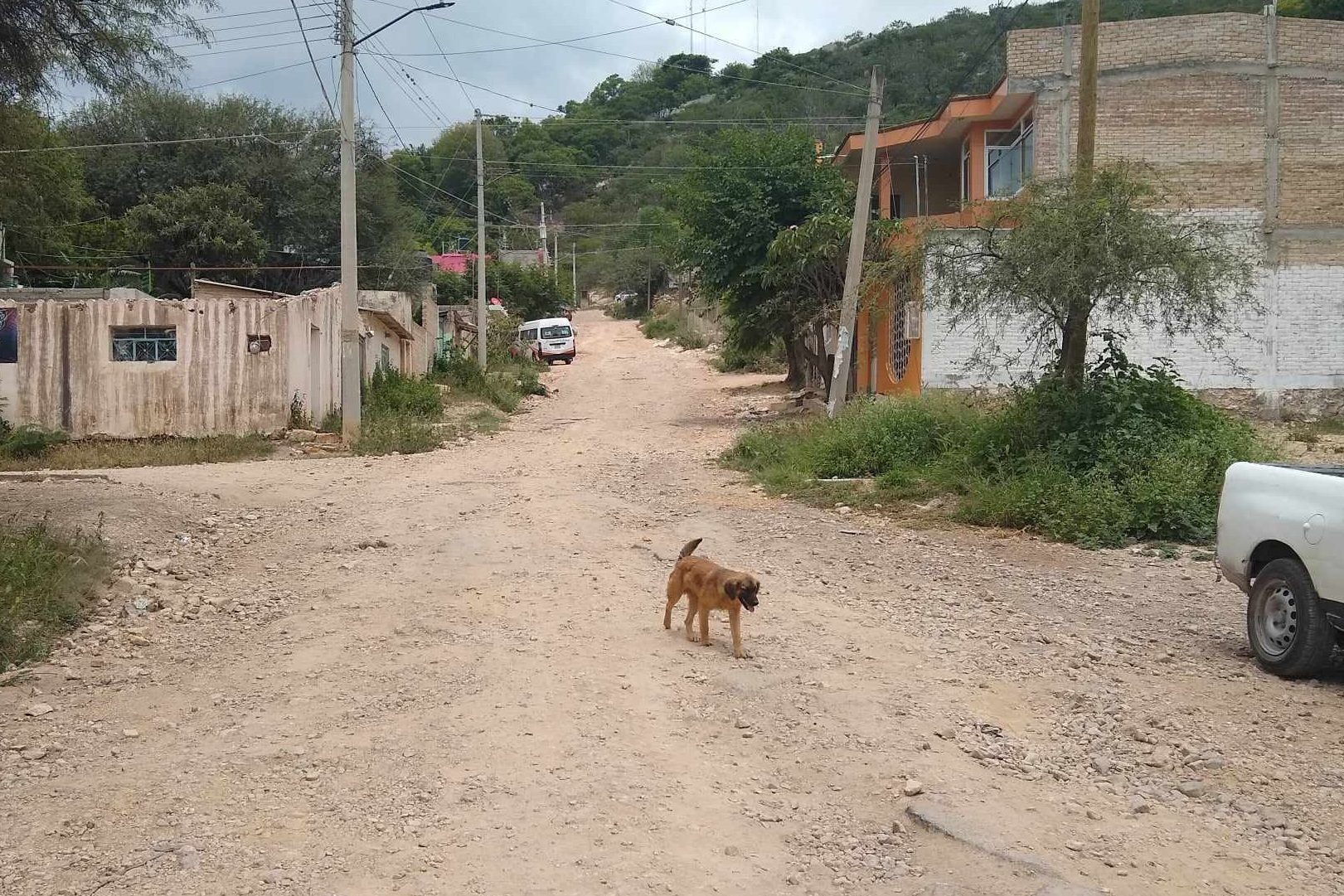 Piden que gobierno estatal supervise Bienestar Animal de Tehuacán