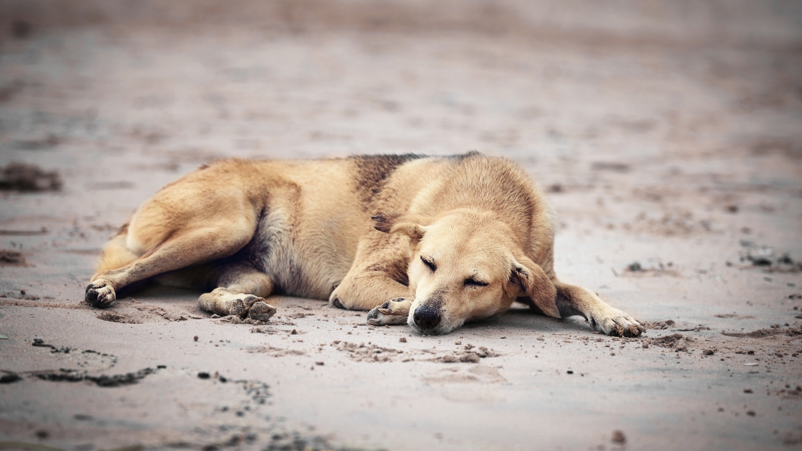 Masculino dispara a perritos por diversión en Acatlán