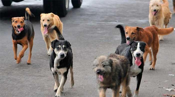 Perros callejeros se adueñan de las calles de Teziutlán