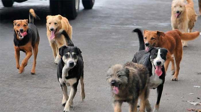 Sin vacunas para las mascotas en Izúcar