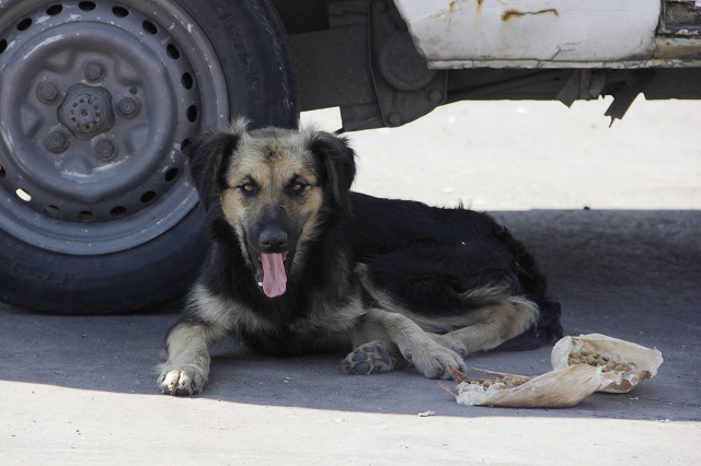 La vinculan a proceso por envenenar a perrita en Tehuacán