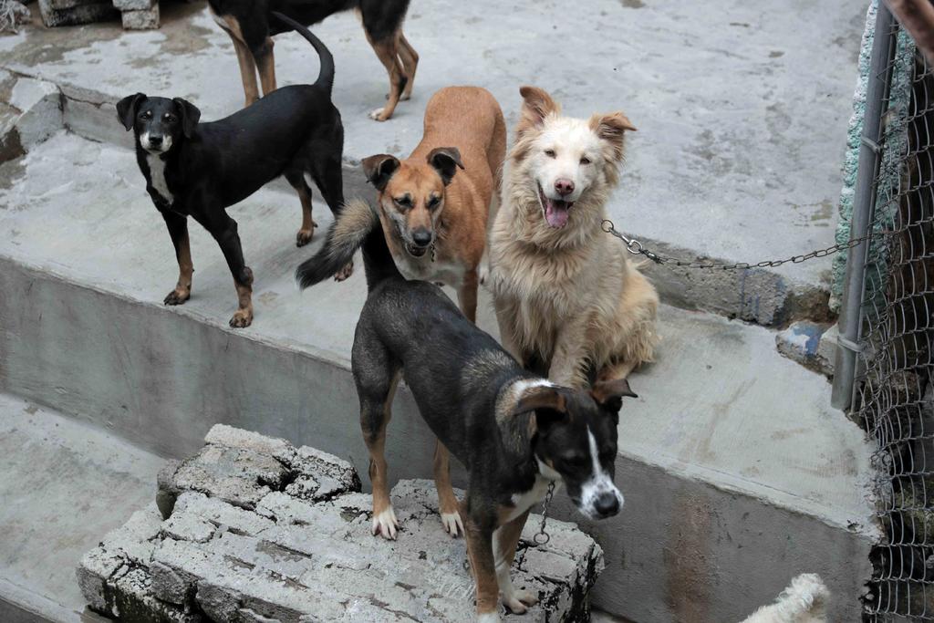 En Chietla denuncia envenenamiento de caninos y felinos