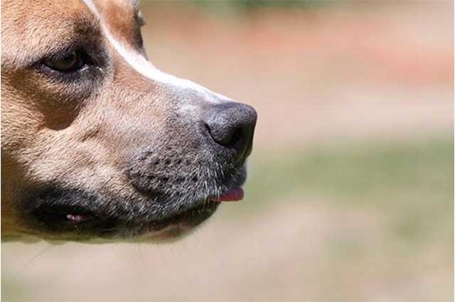 Resguardan a perros con los que indigentes practicaron zoofilia, en Tehuacán