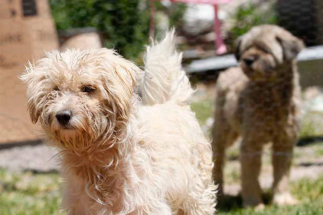 Existen en Huauchinango 800 mil perros en sus calles