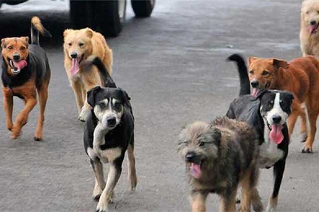 Invaden calles de Atlixco significativa cantidad de perros sin dueño