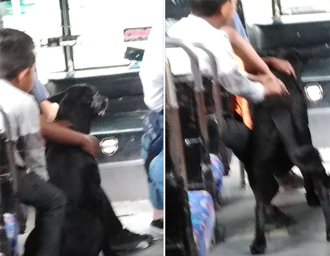 Viral, imagen de perrito que siguió a sus dueños hasta el transporte público