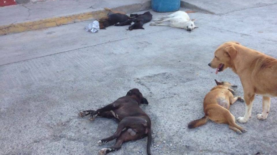 En la Mixteca ciudadanos denuncian ataques a mascotas