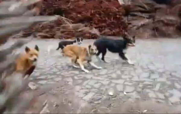 Perros callejeros devoran a abuelita en junta auxiliar de Cuetzalan 