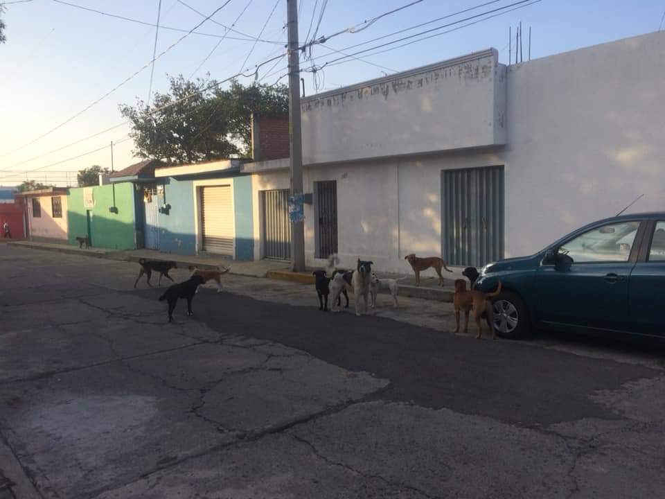 Atlixquenses piden acabar con jaurías de perros