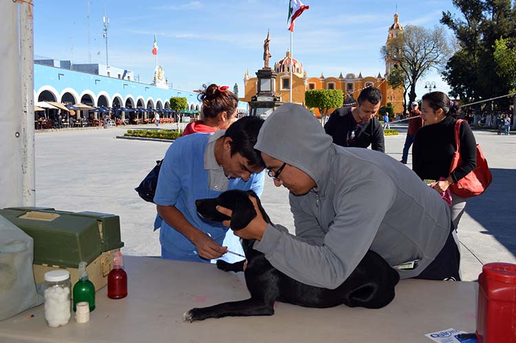 En San Pedro Cholula se han esterilizado 950 perros y gatos