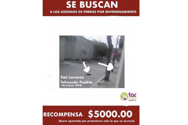 Buscan a personas que envenenaron perros en Tehuacán