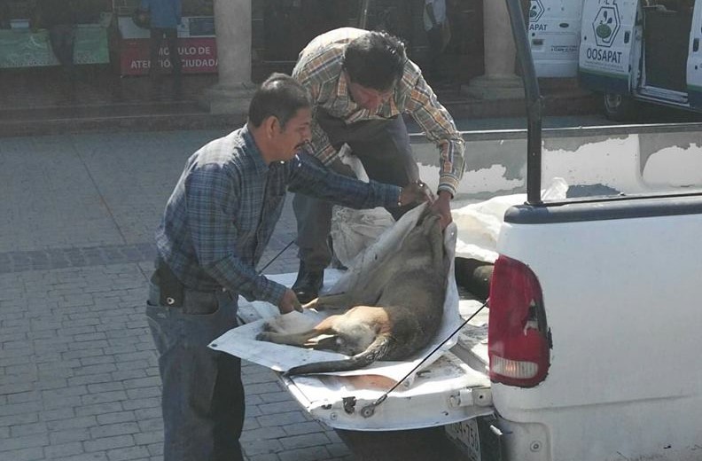 Sacrifican al 80 % de perros callejeros capturados en Tehuacán 