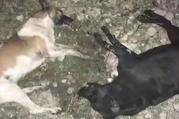 VIDEO: Acusan a pareja por envenenar a perros en Tehuacán