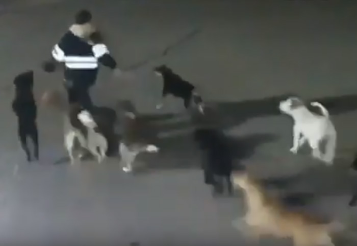 VIDEO Perros matan a mujer en el Estado de México