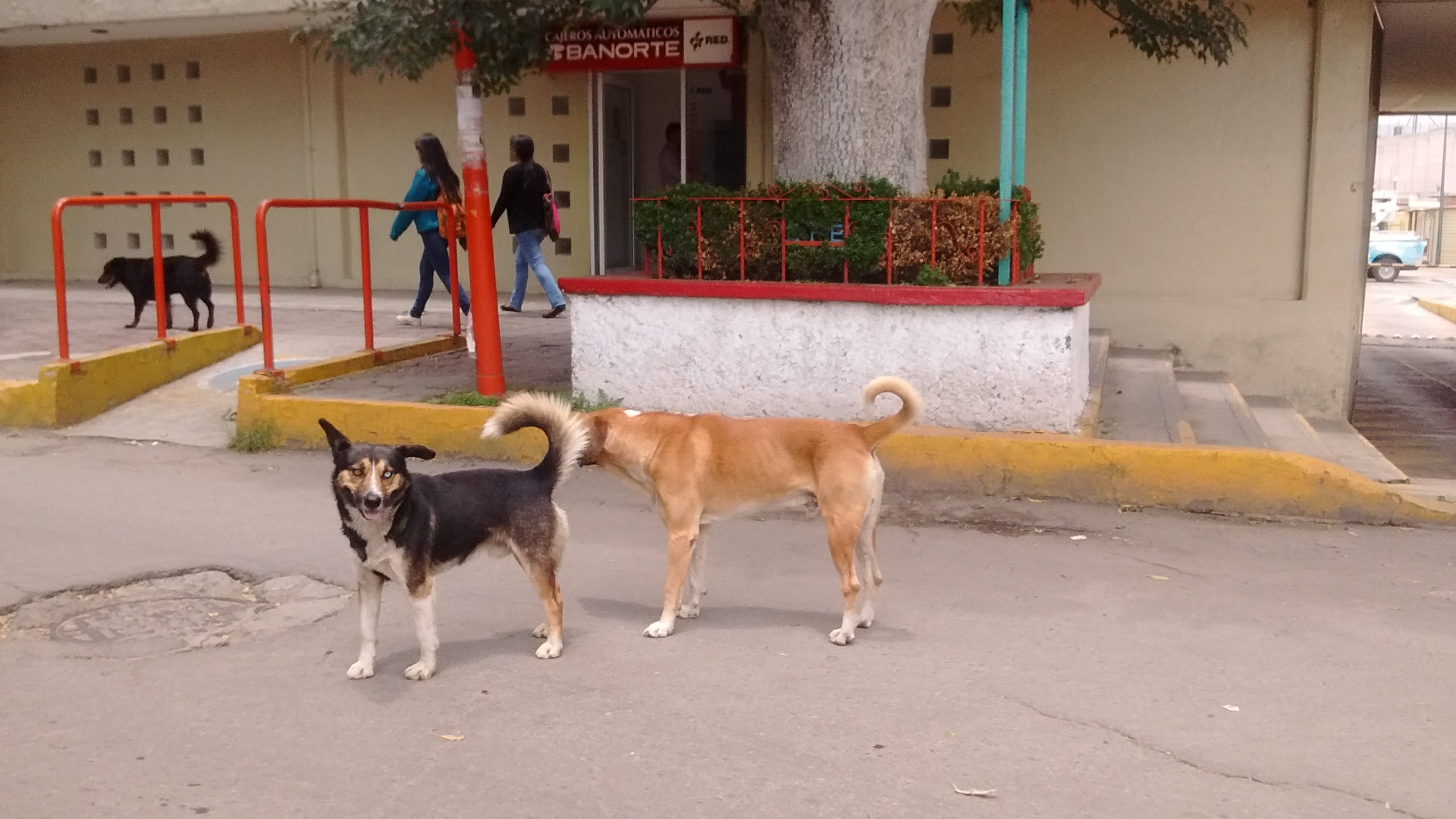 Perros callejeros en Texmelucan podría ser un problema de salud
