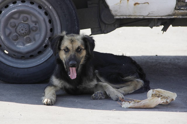 Hay 20 mil perros callejeros deambulando por Atlixco