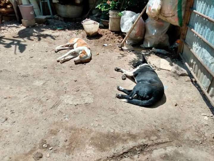 Envenenan una docena de perros en Tehuacán