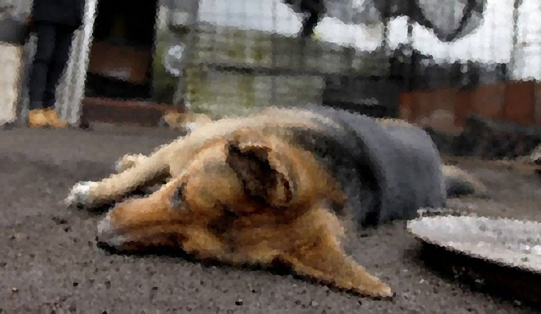Van 15 perros envenenados en Santa Ana Tecolapa  