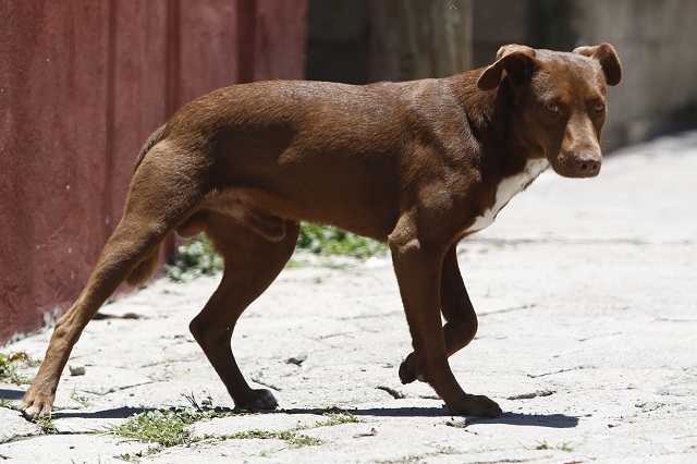 En San Andrés aplicarán esterilización y vacunación de perros callejeros