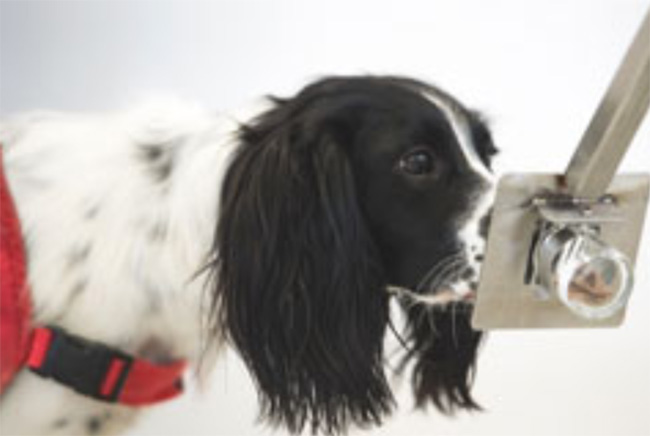 Perros podrían olfatear a portadores asintomáticos de Covid-19