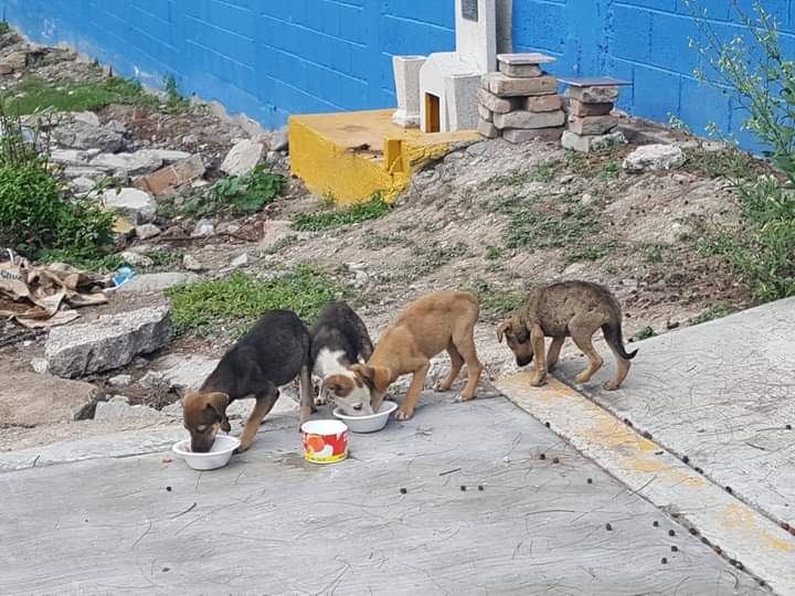 Investiga FGE casos de maltrato animal por ex funcionarios de Tehuacán