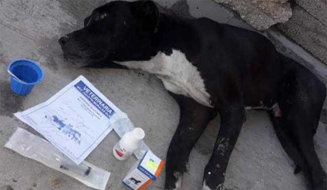 Ex inspector de Lomas de Guadalupe envenena mascotas en Izúcar